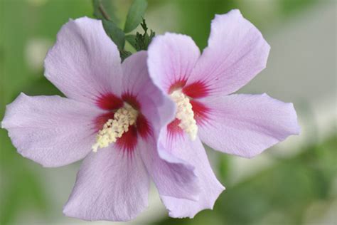 木槿花 花語|木槿花花语与寓意（探寻木槿花的象征和内涵）